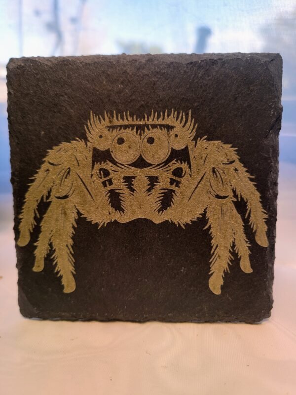 Jumping Spider (Margaret) - Image 2
