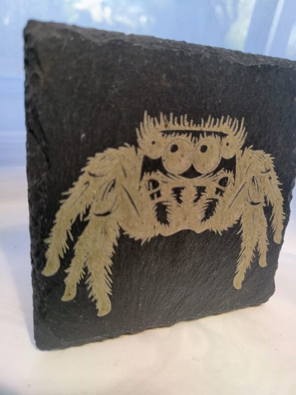 Jumping Spider (Margaret) - Image 3