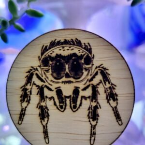 Jumping Spider (James)