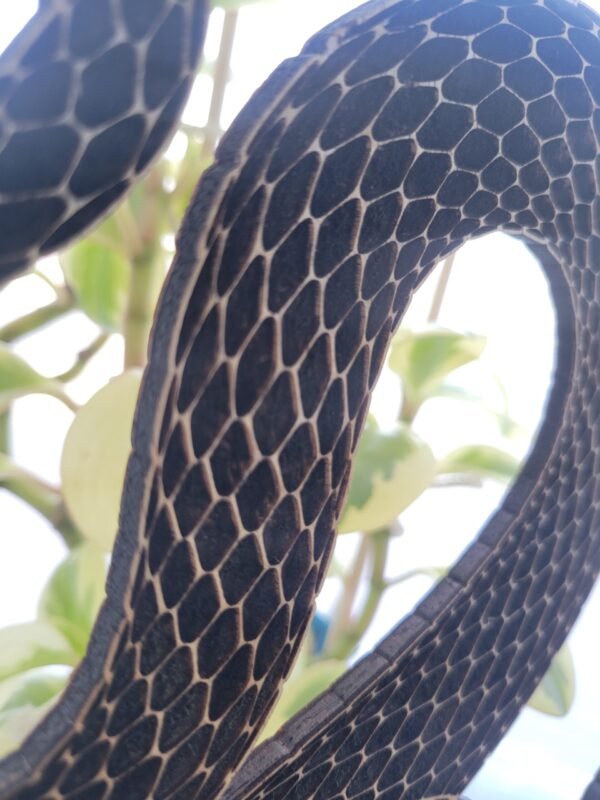 Slithering Snake (burnwork) - Image 4