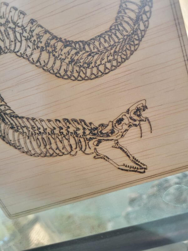 Snake Skeleton - Image 3