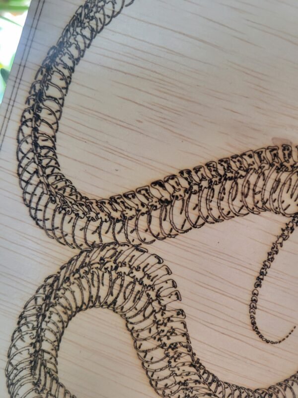 Snake Skeleton - Image 4