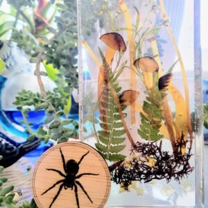 Tarantula (Vern)