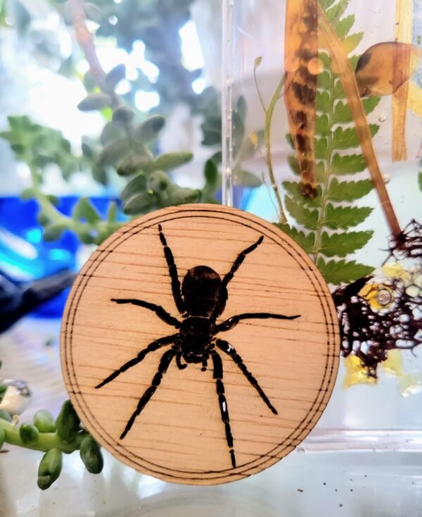 Tarantula (Vern) - Image 3